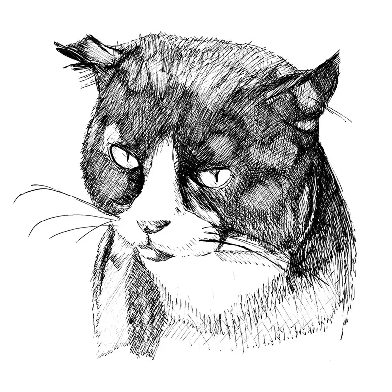 Cats