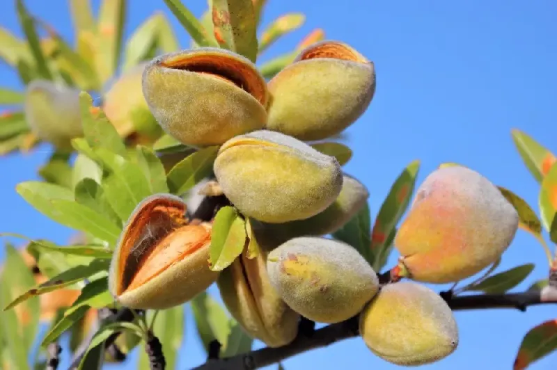 All-In-One Almond
