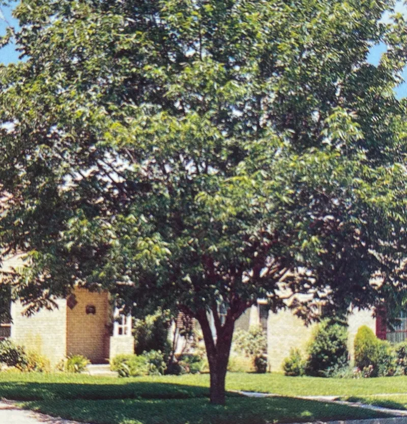 Western Schley Pecan