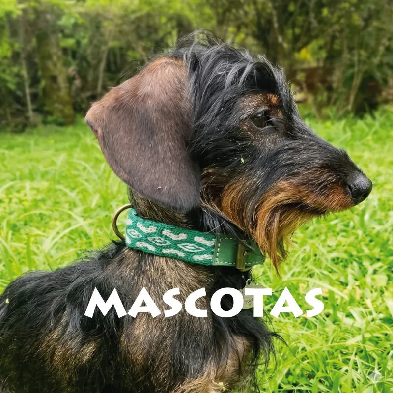 Mascotas