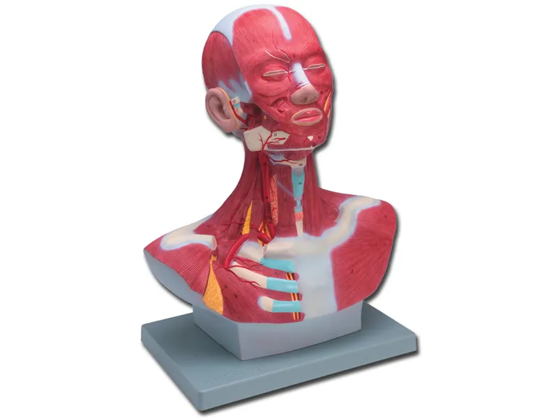 [A00014087] - Mod. Muscolatura testa-collo - 1x