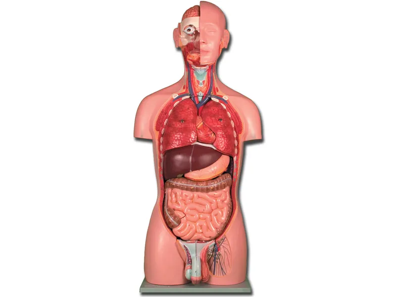 [A00014083] - Torso dual sex - 25 parti