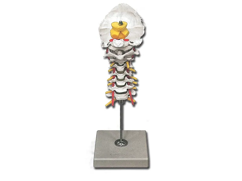 [A00014123] - Colonna cervicale