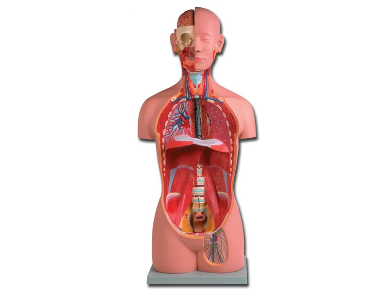 [A00014082] - Torso uni-sex - 16 parti