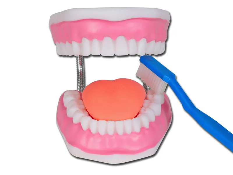 [A00071899] - Modello igiene dentale linea value
