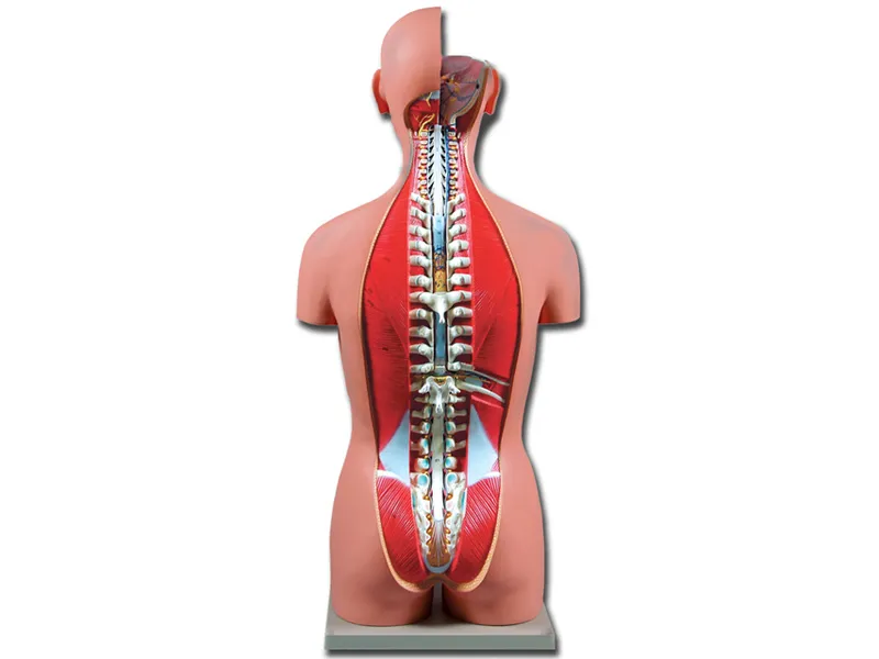 [A00014084] - Torso dual sex aperto dietro - 27 parti