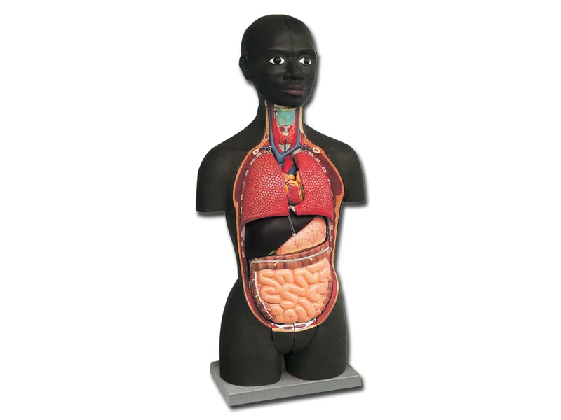[A00014081] - Mini torso - africano - 16 parti
