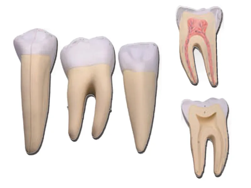 [A00014138] - Set 3 denti (canino, molare, incisivo)