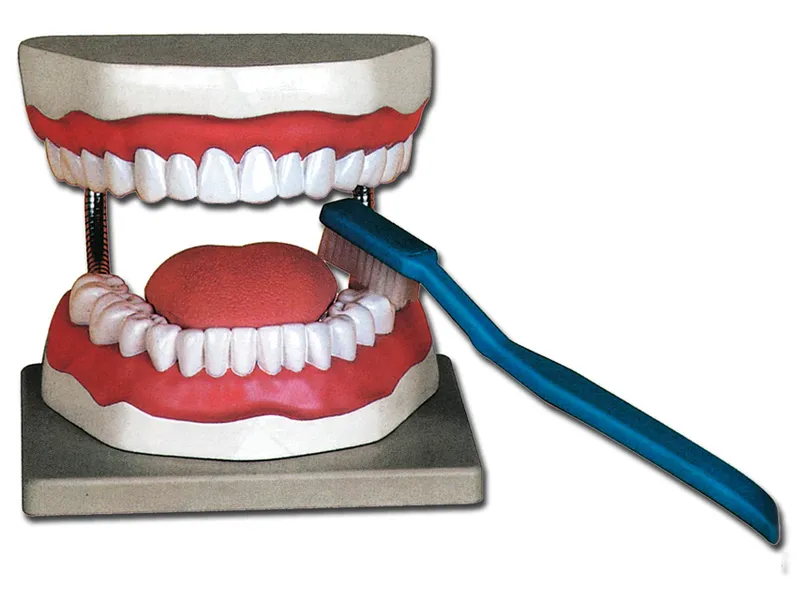 [A00014132] - Modello igiene dentale