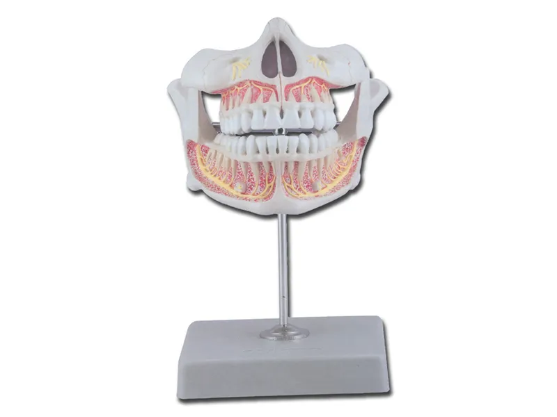 [A00014133] - Dentatura permanente