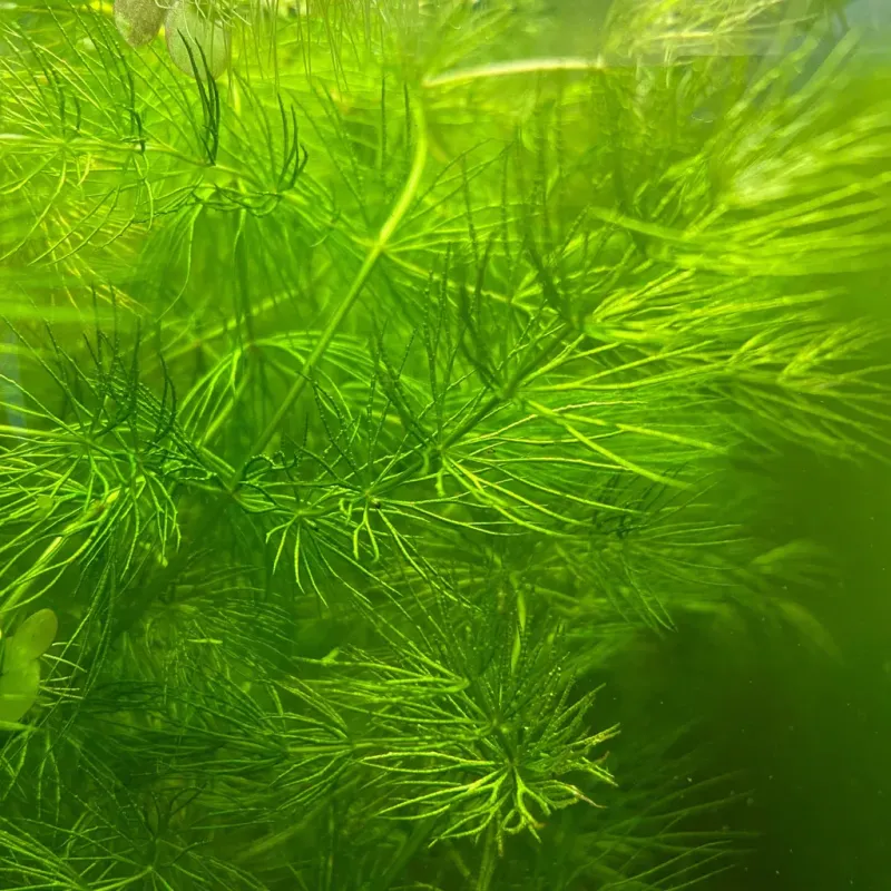 Hornwort