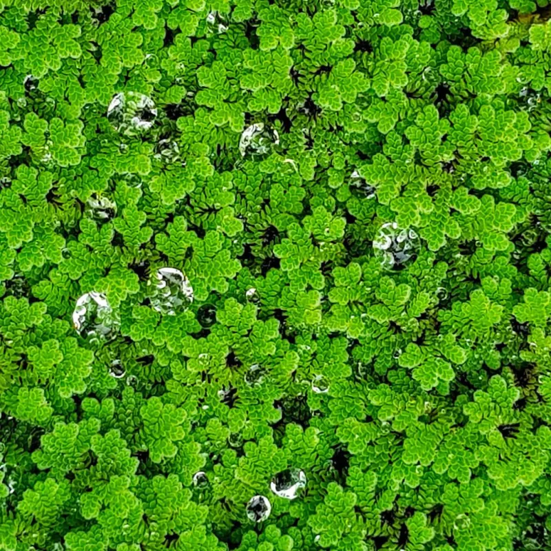 Azolla 