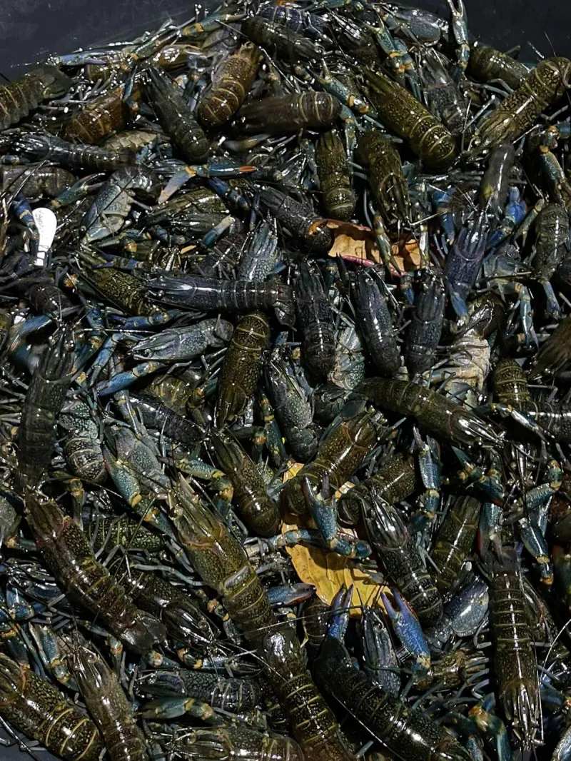 Crayfish Breeders