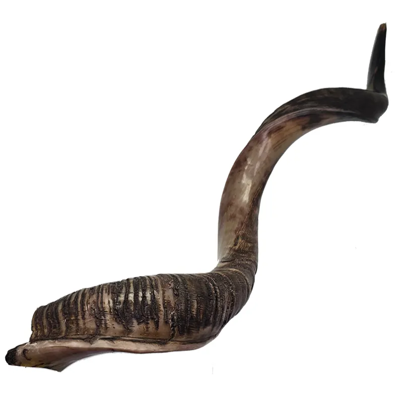 Yeminite Horn - XXLarge 80 - 90cm