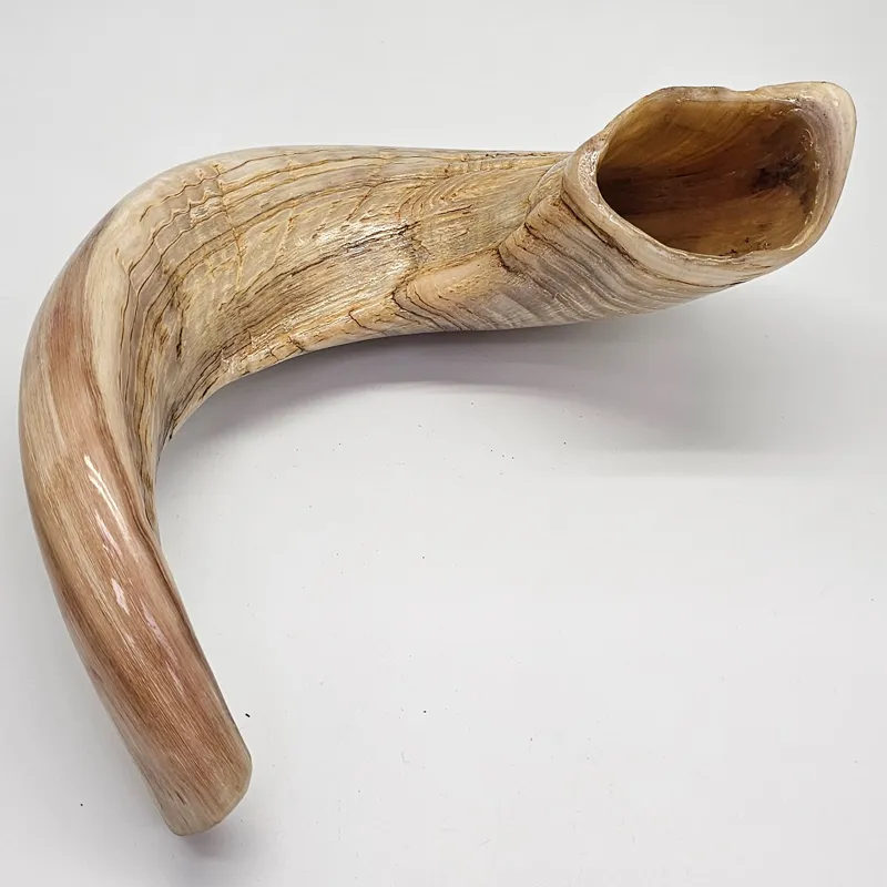 Rams Horn - Large