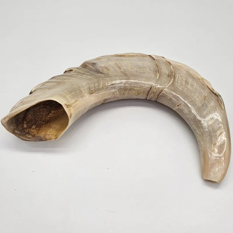 Rams Horn - Medium