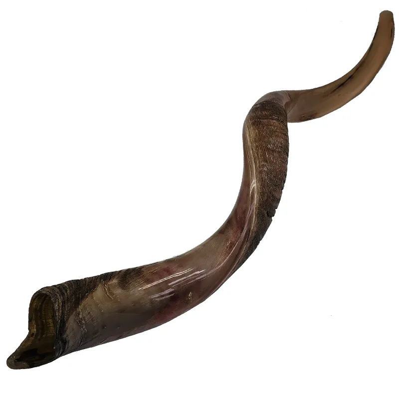 Yemenite Horn - Large 60 -70 cm