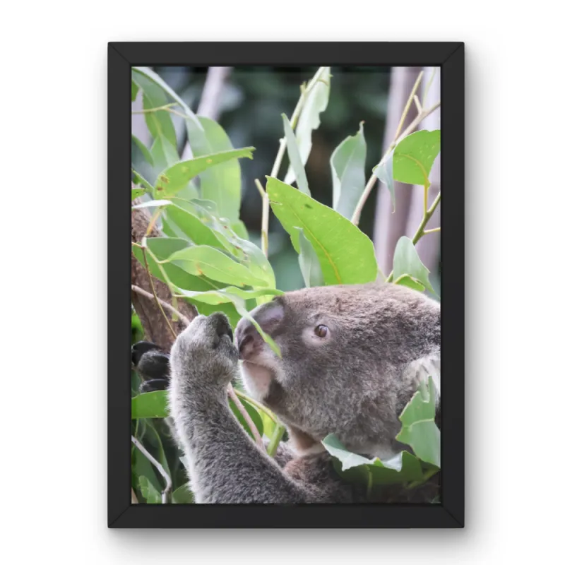 "Gentle Moment” – Koala in Eucalyptus 12x16