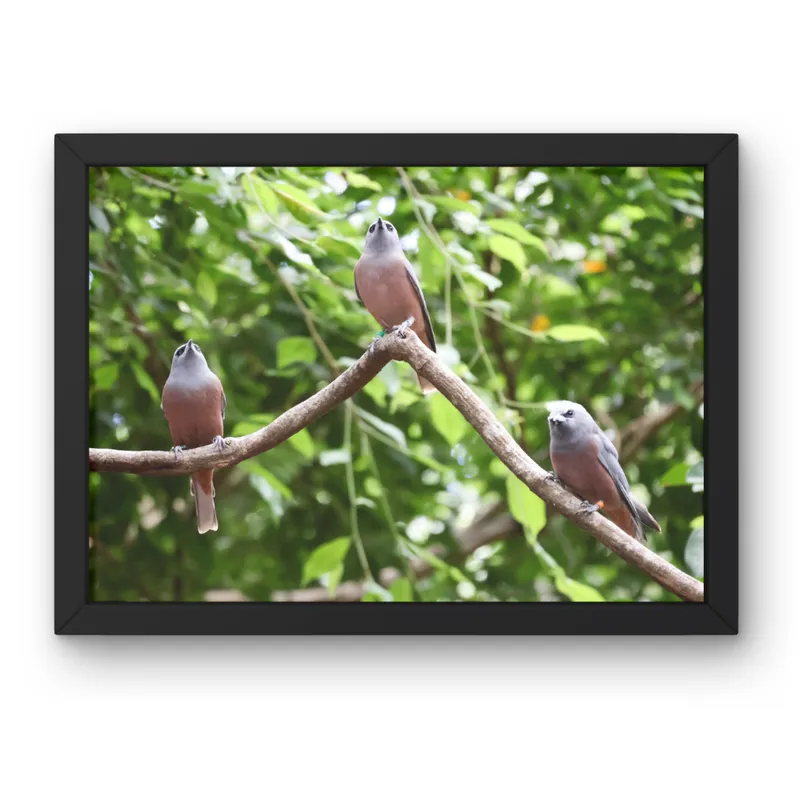 Three in the Treetops