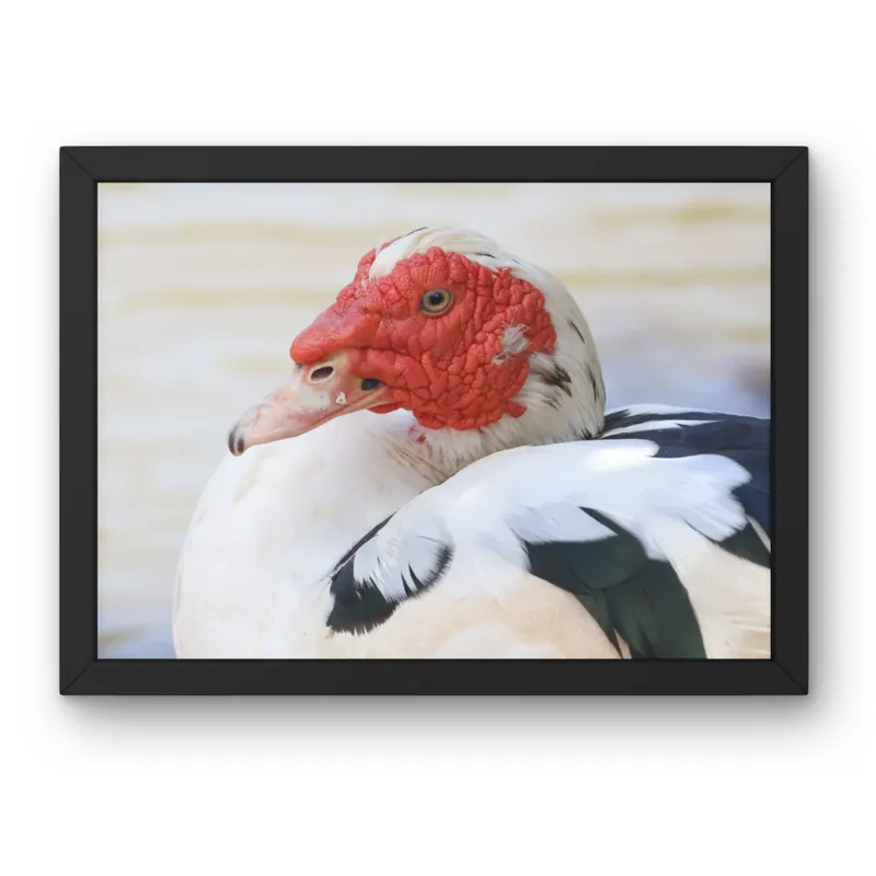 Red-Crowned Calm