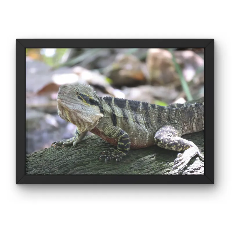 Reptiles