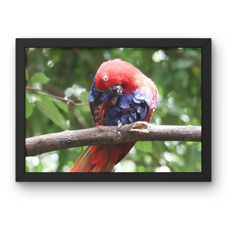 A Moment to Preen