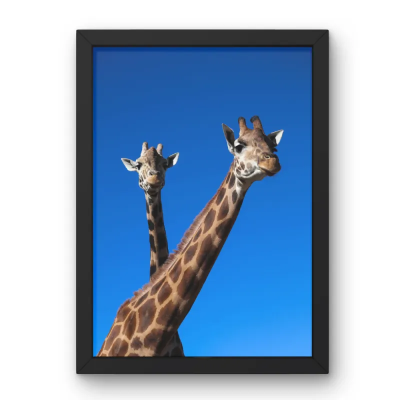 Wildlife of the World