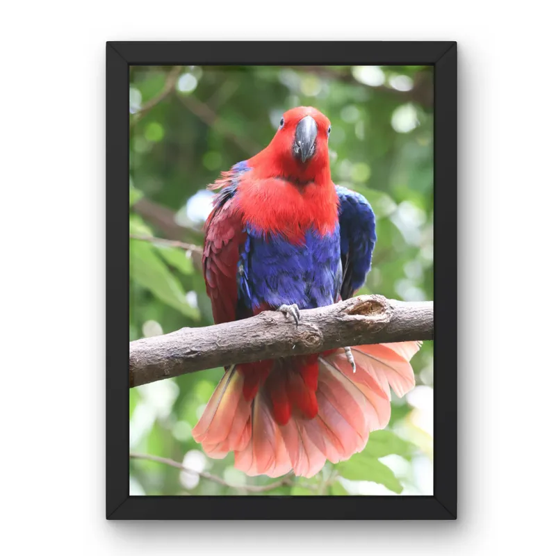 Crimson Display