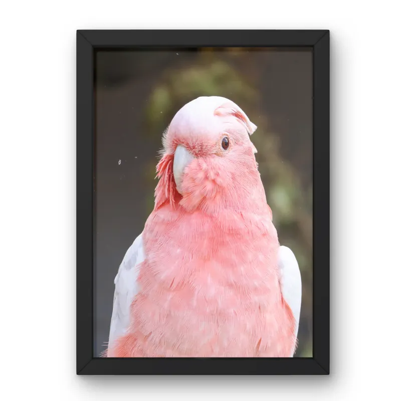 Blush Personality