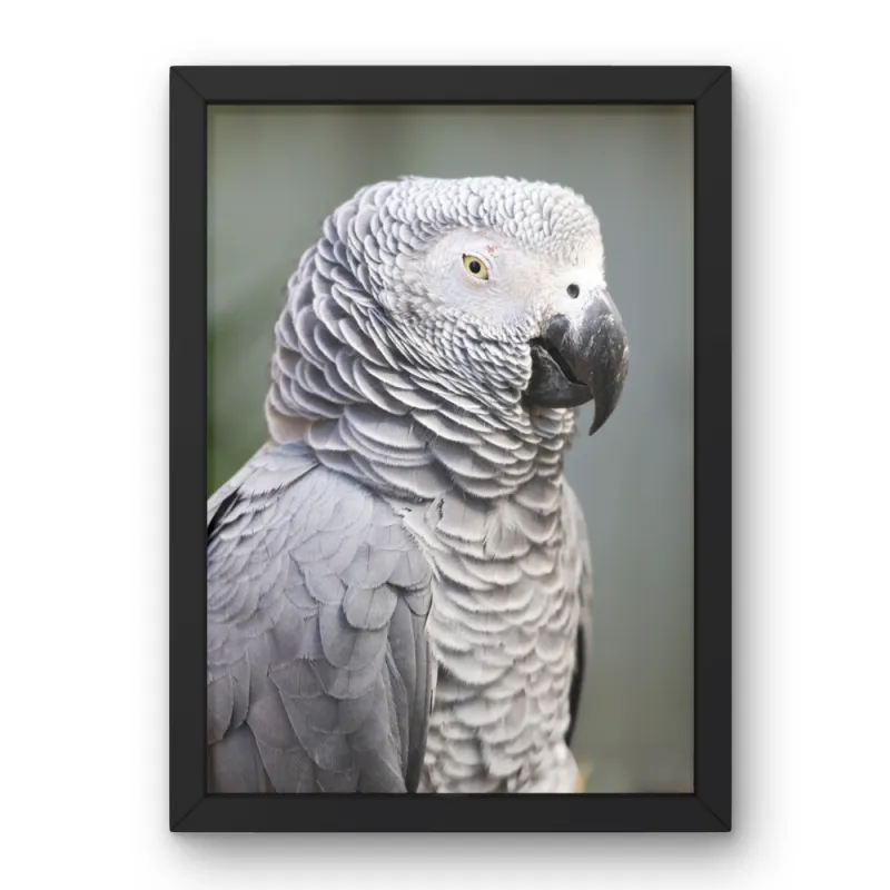 Copy of dcj 12x16