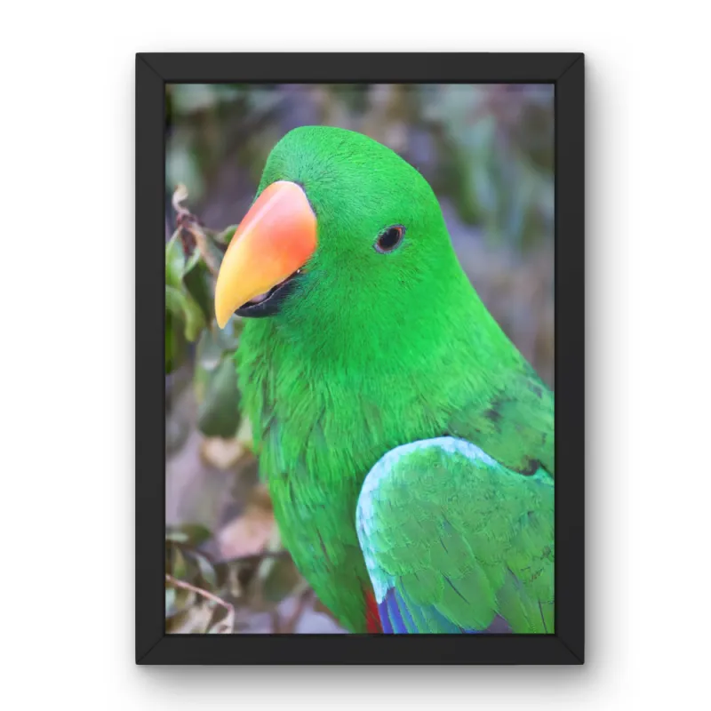 Parrots