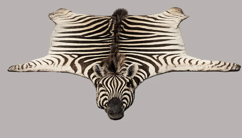 Zebra Rug