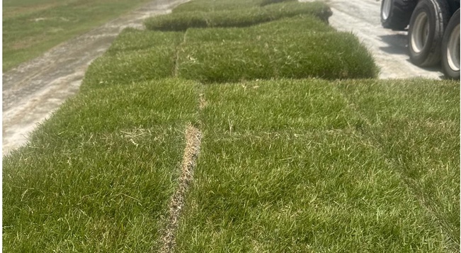 Zoysia per pallet (400 sqft)