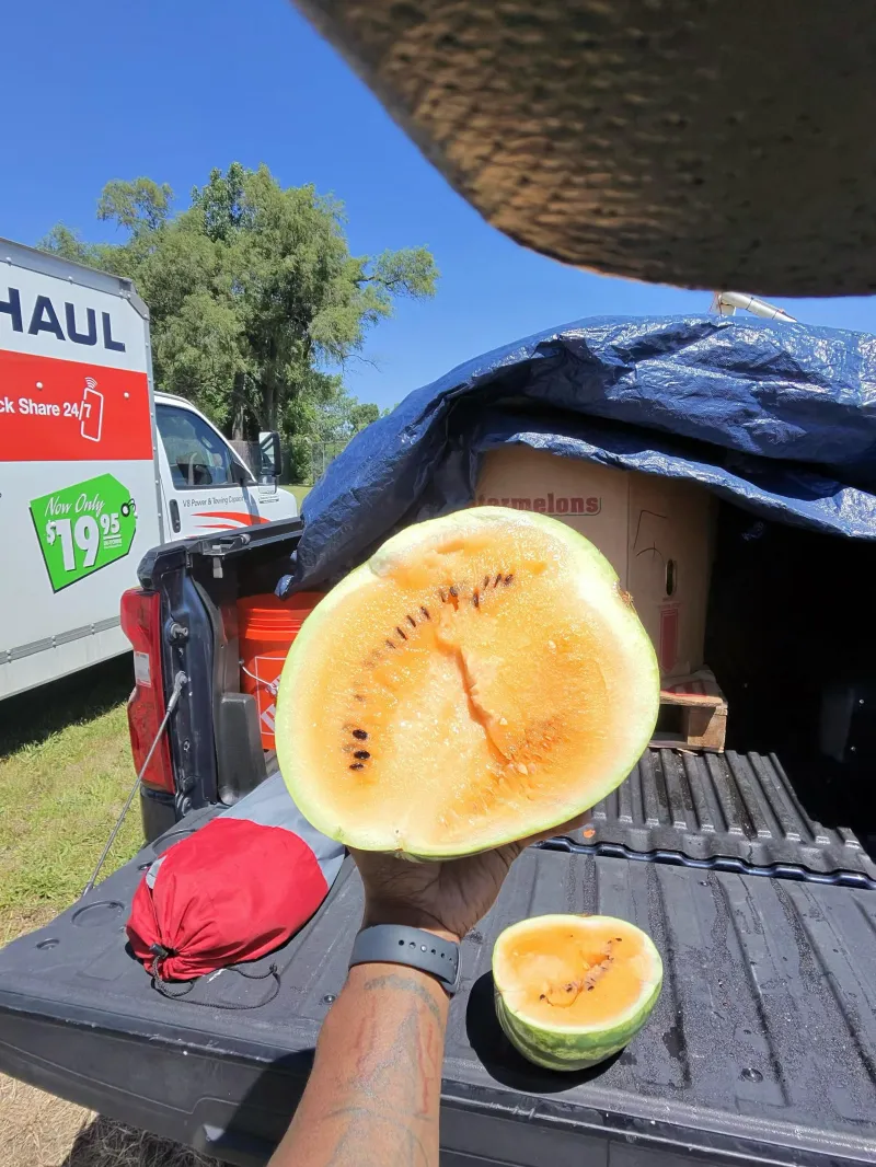 Double Orange Seeded Watermelon - 2 pack