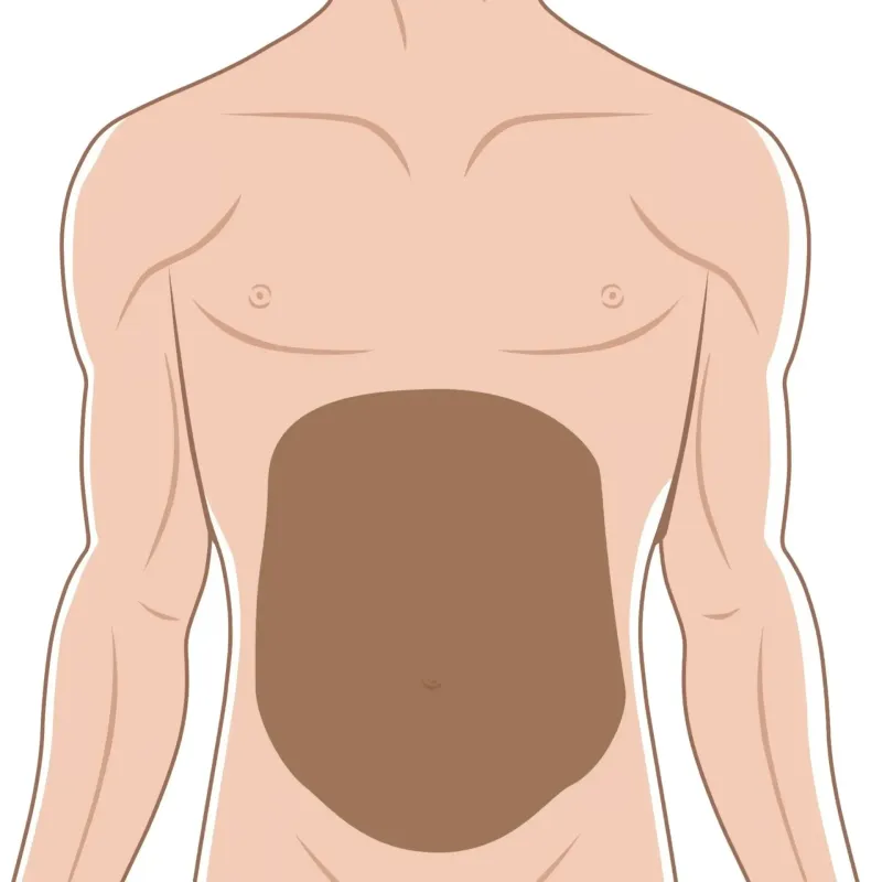 Abdomen (Él)