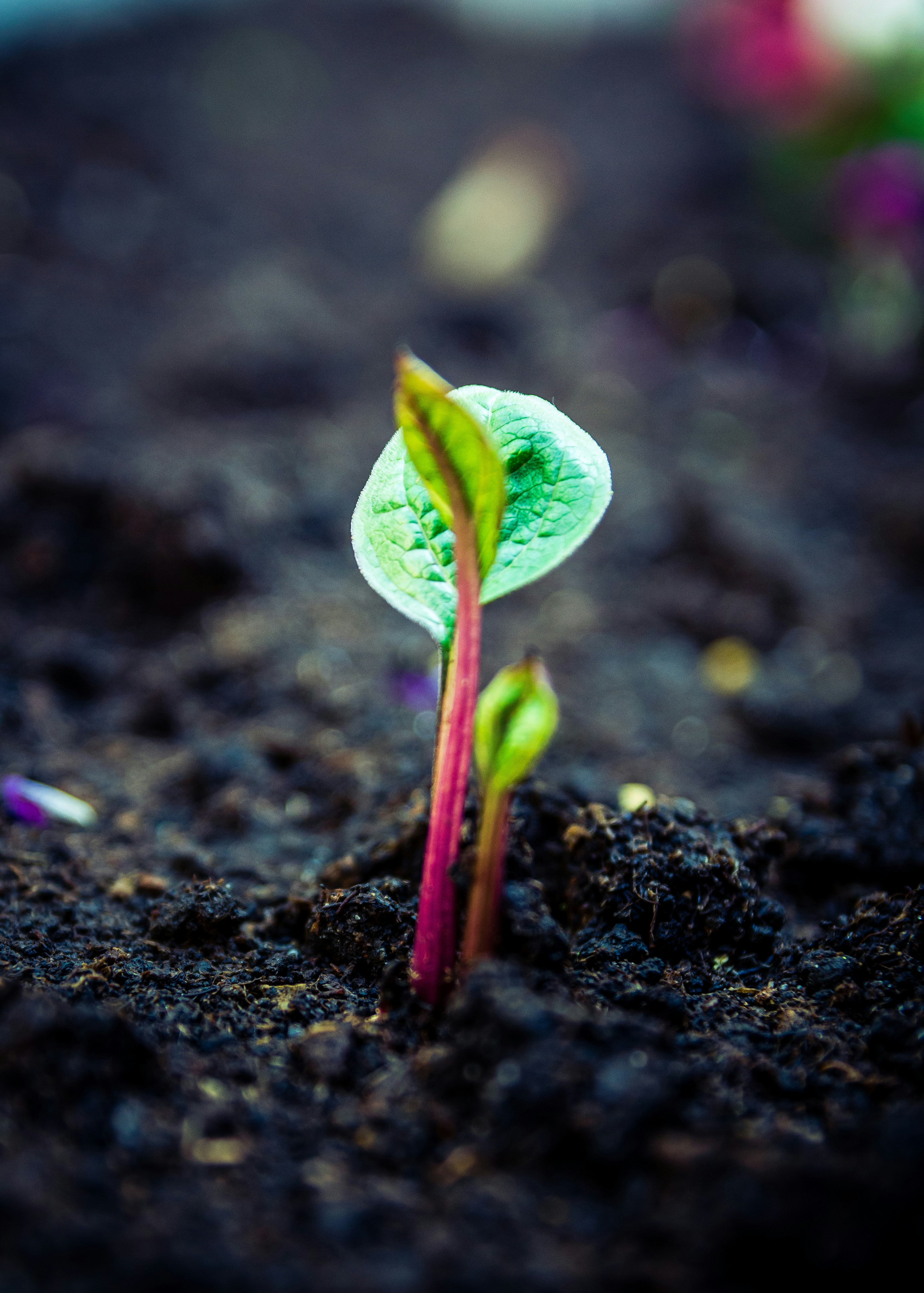 Sprout