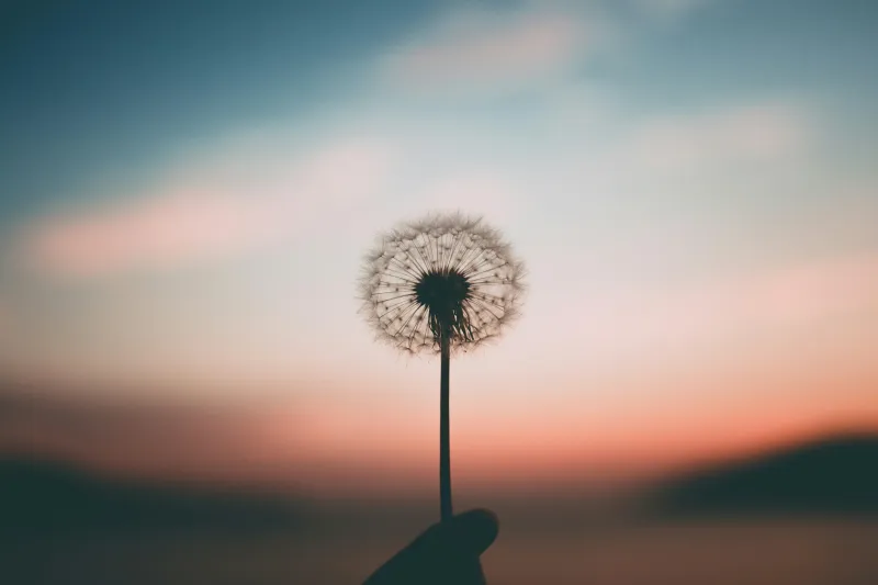 Seed