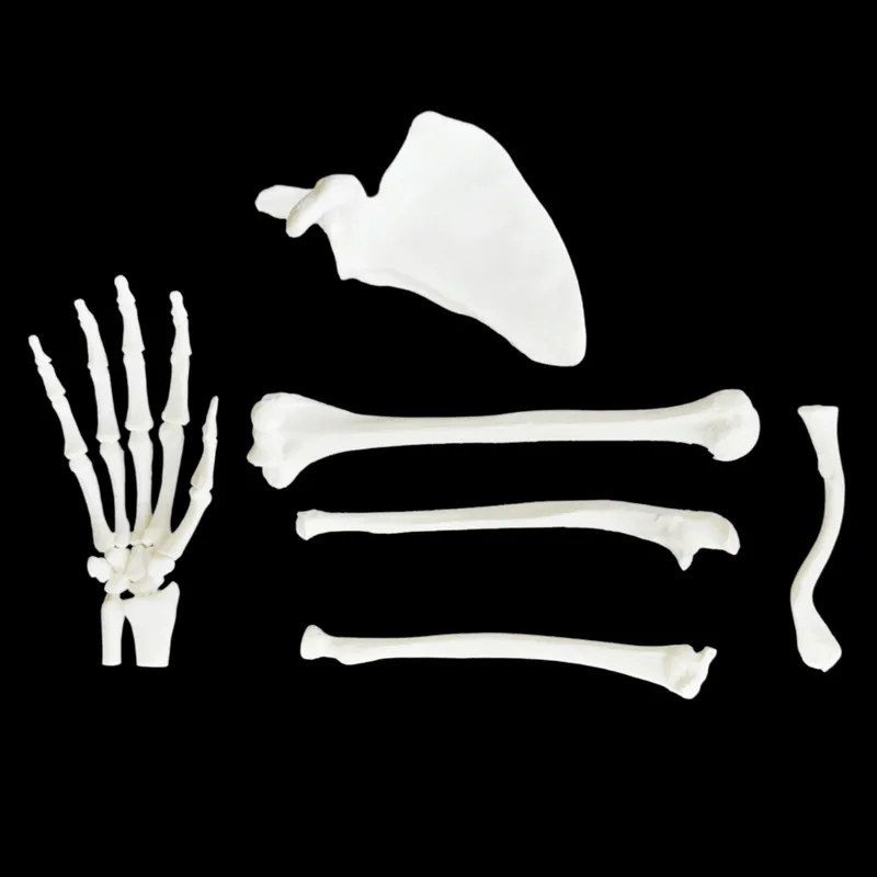 Upper Limb – Complete Set