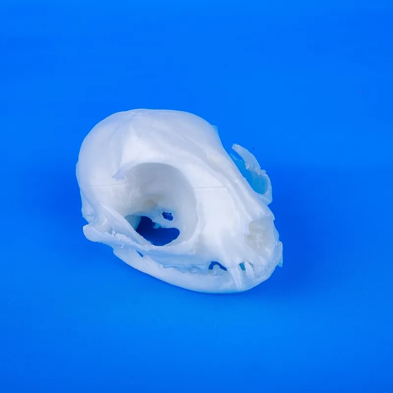 Cat Skull