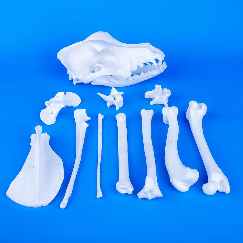 Dog's Main Bones – Set