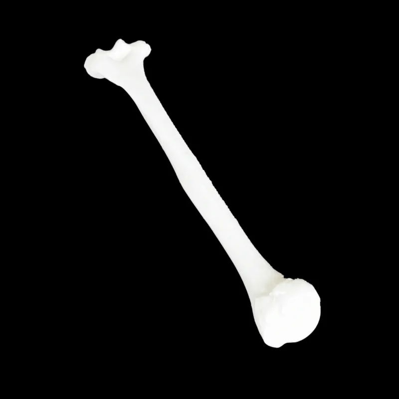 Humerus
