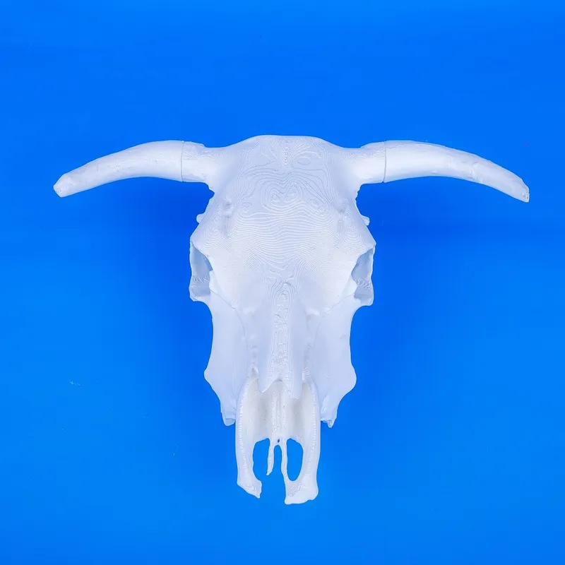 Cow Skull