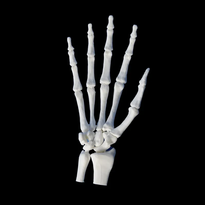 Hand and Wrist