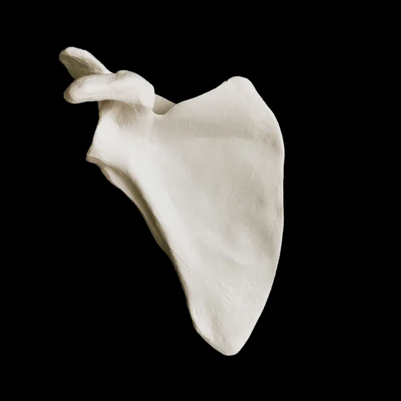 Scapula
