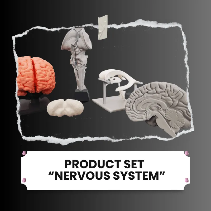 Nervous System – Set of 5 Models