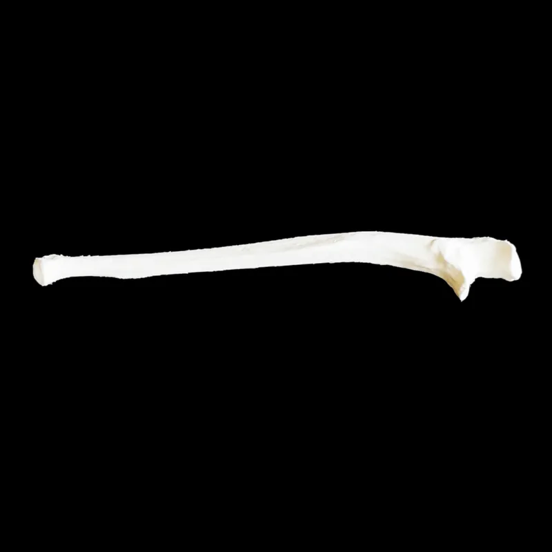 Ulna