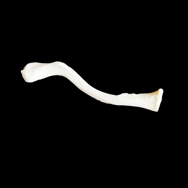 Clavicle