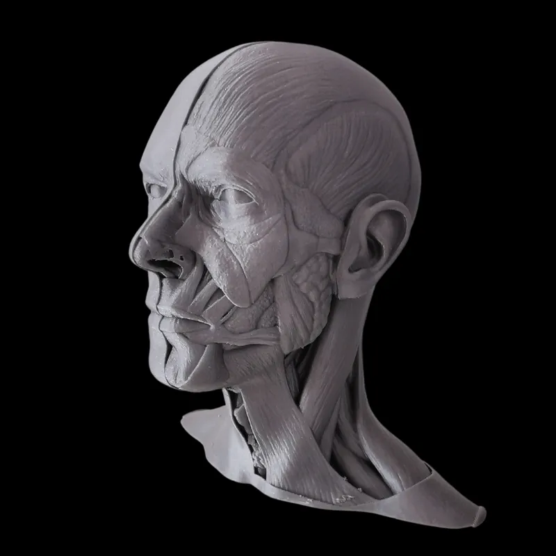 Fascial Muscles Man