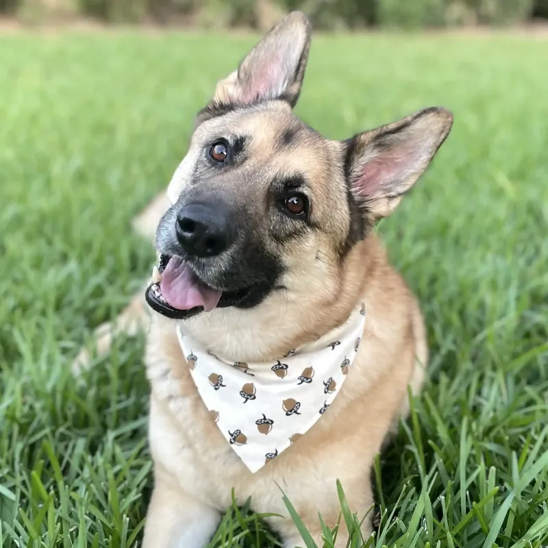 Chasing Squirrels Dog Bandana with Snaps