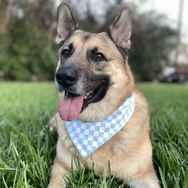 Olive’s Diner Blue and White Checkered Dog Bandana with Snaps